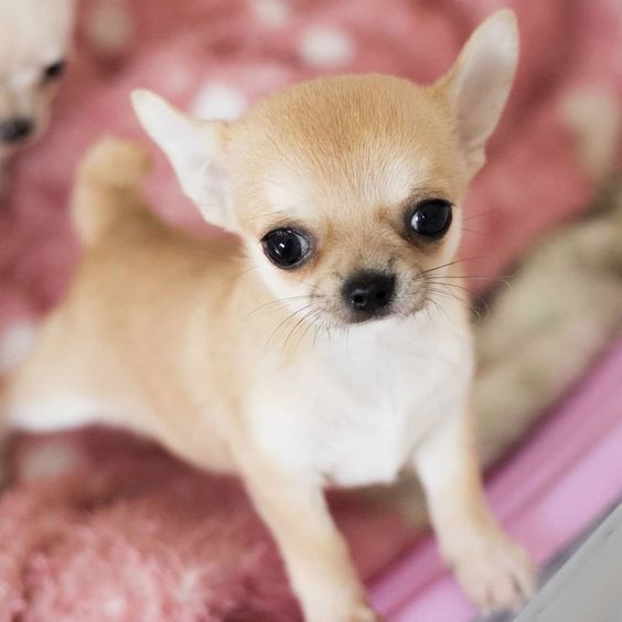 Show me pictures hot sale of chihuahua puppies