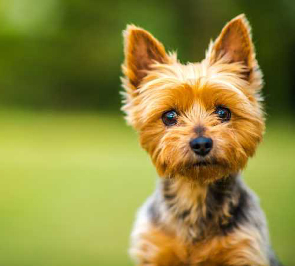silkshire-terrier-puppy