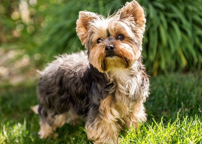 silkshire-terrier