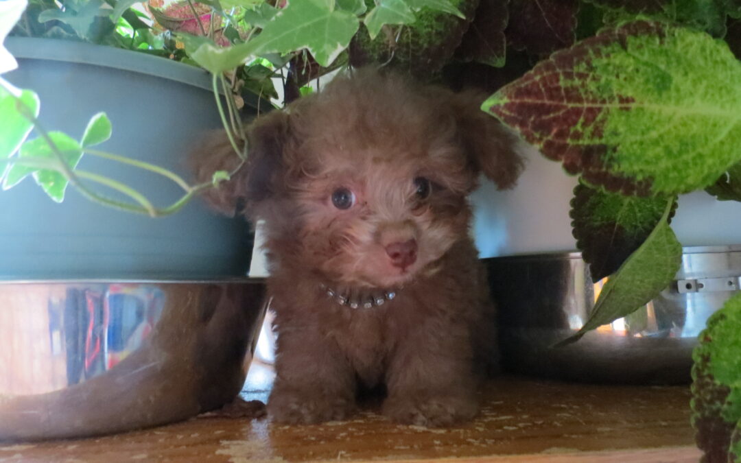 Valentino -Toy Poodle
