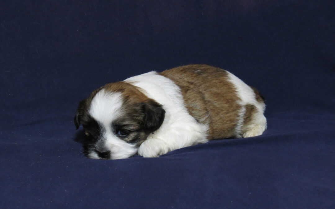 Tytan Shih Tzu/Poodle