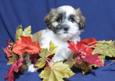 Tytan Shih Tzu/Poodle