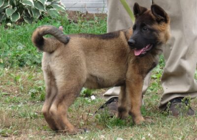 Hachi  Akita /Shepherd