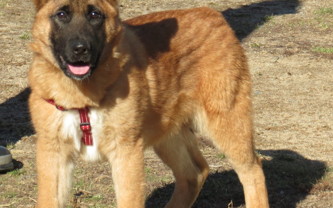 Akita/Shepherd