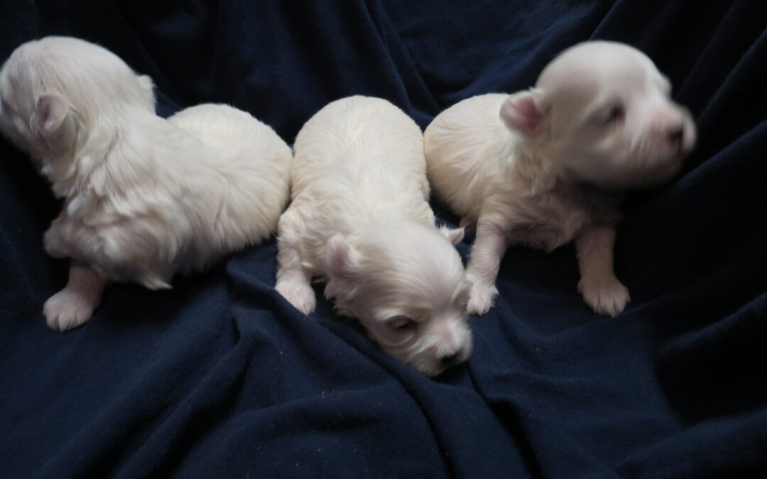 Maltese  Boy ,Two Girls