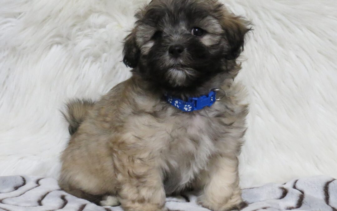 Sawyer