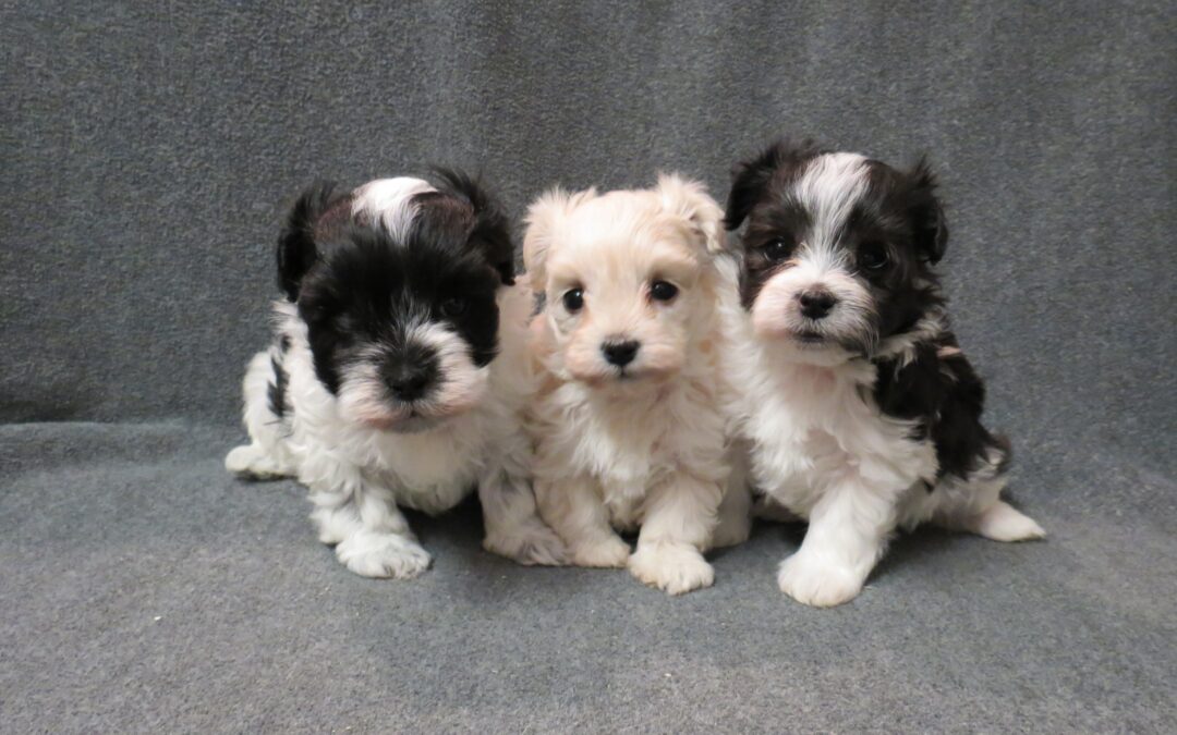Maltipoo 2 girls 1 boy