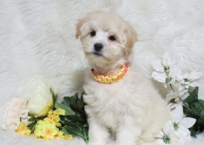 Butter Cup