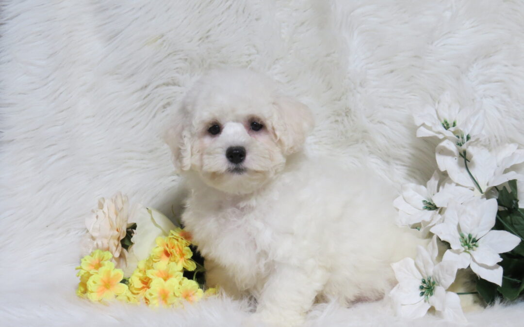 Sonny