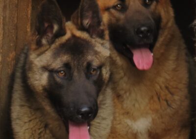 Akita /Shepherd