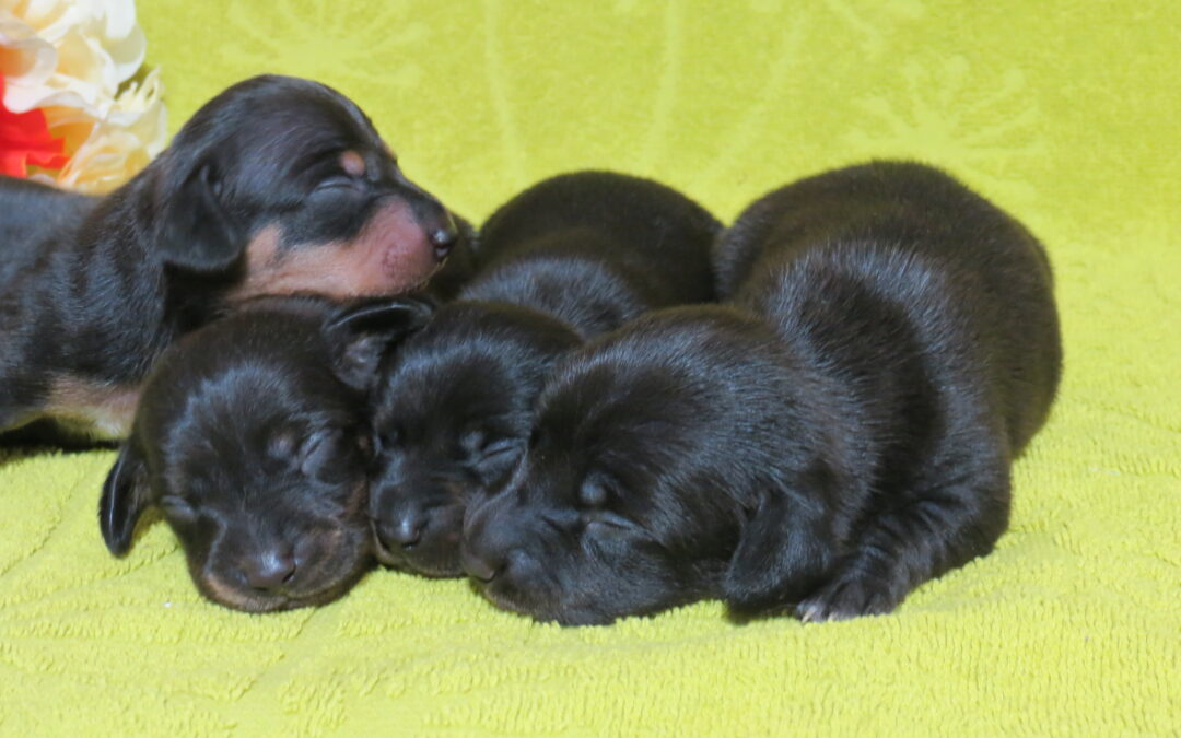 Dachshund/Chihuahua