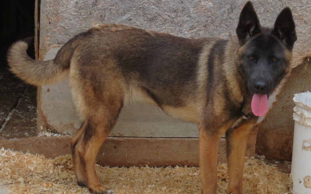 Akita /Shepherd