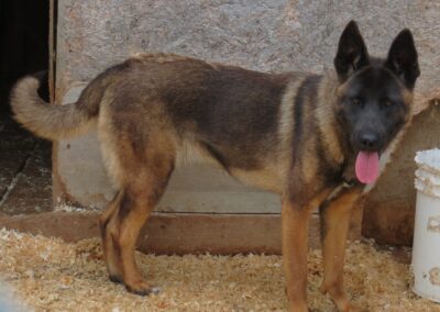 Akita /Shepherd
