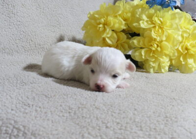 Sadie