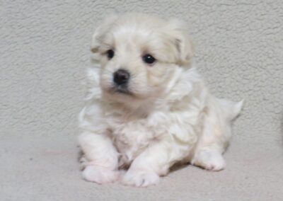 Maltipoo
