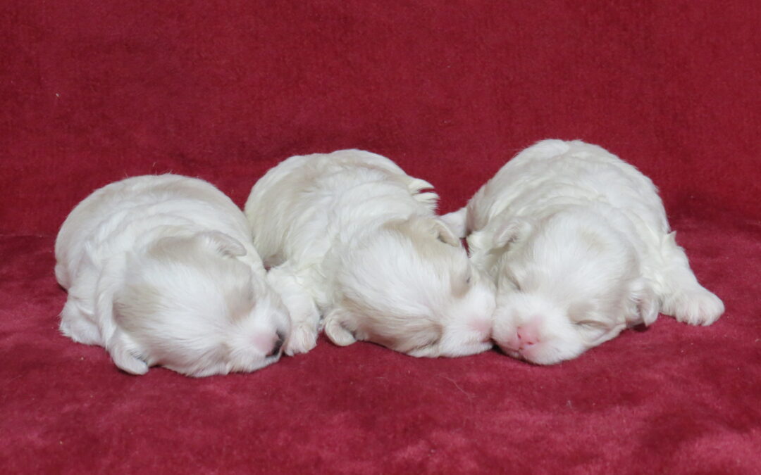 Angels Puppies