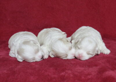 Angels Puppies
