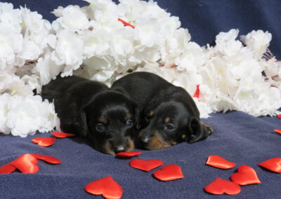 Purebred  Dachshund Boys