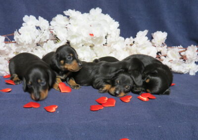 Purebred  Dachshund Girls