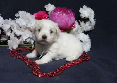 Shichon/Maltese