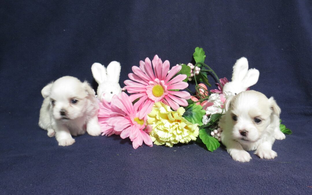 Shih Tzu Maltese Girls