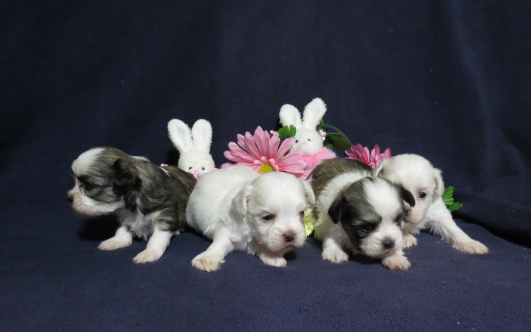 Shih Tzu Maltese Boys
