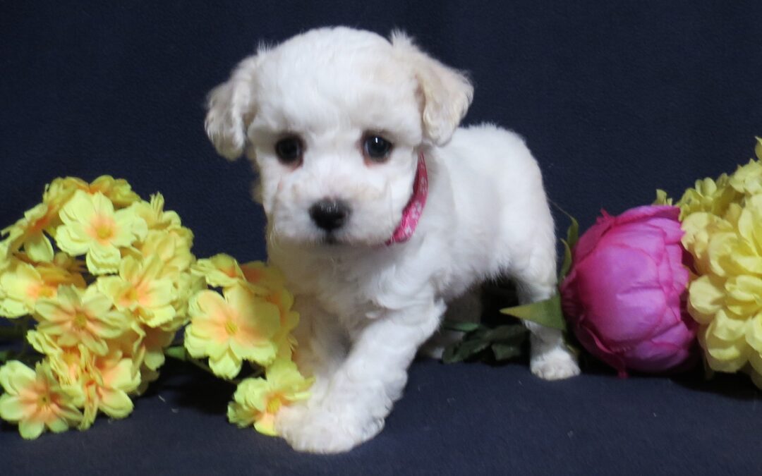 Daisy