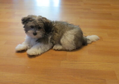 Missy