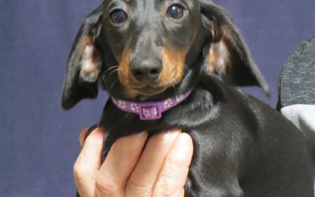 Purebred  Dachshund Girl