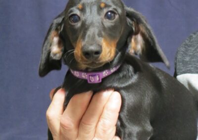 Purebred  Dachshund Girl