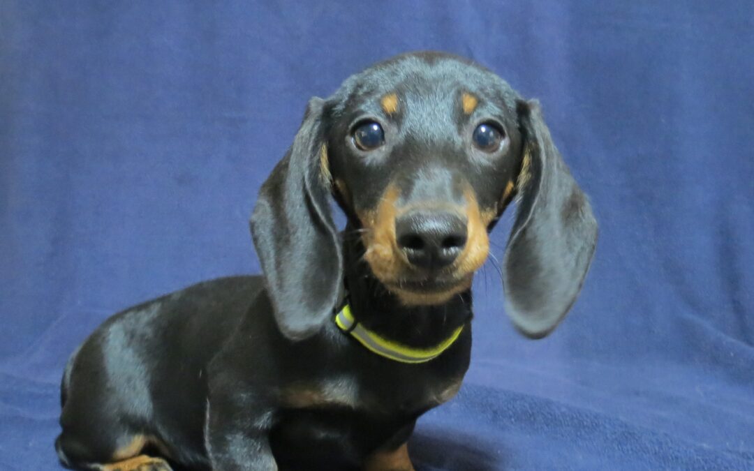 Purebred  Dachshund Girl