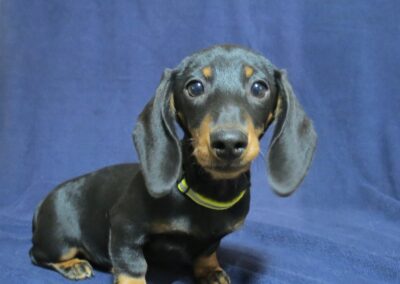 Purebred  Dachshund Girl