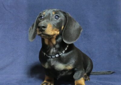 Purebred  Dachshund Boy