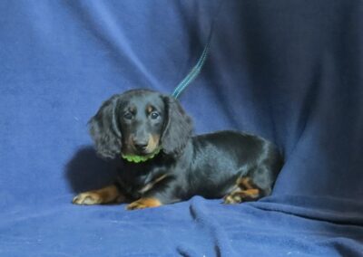Purebred  Dachshund Boy
