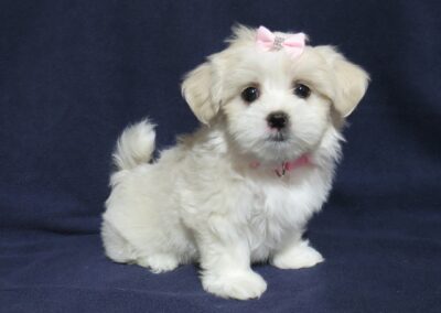 Roxy  Shih Tzu Maltese