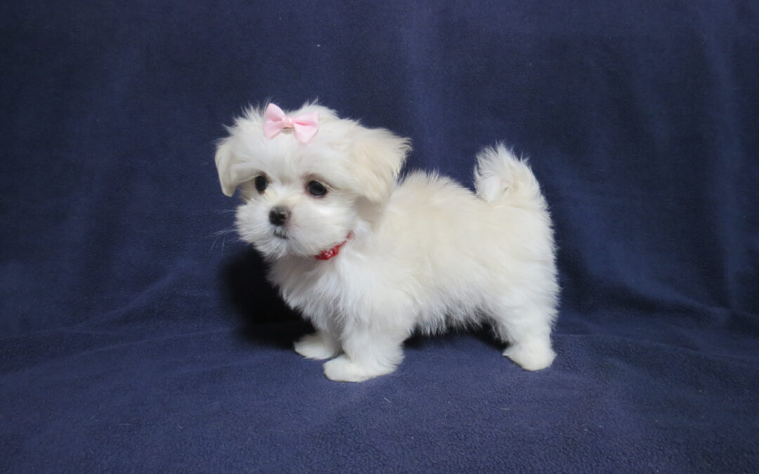 Izzy  Shih Tzu Maltese