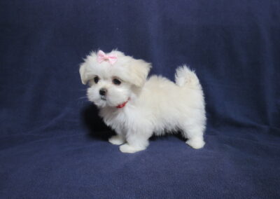 Izzy  Shih Tzu Maltese