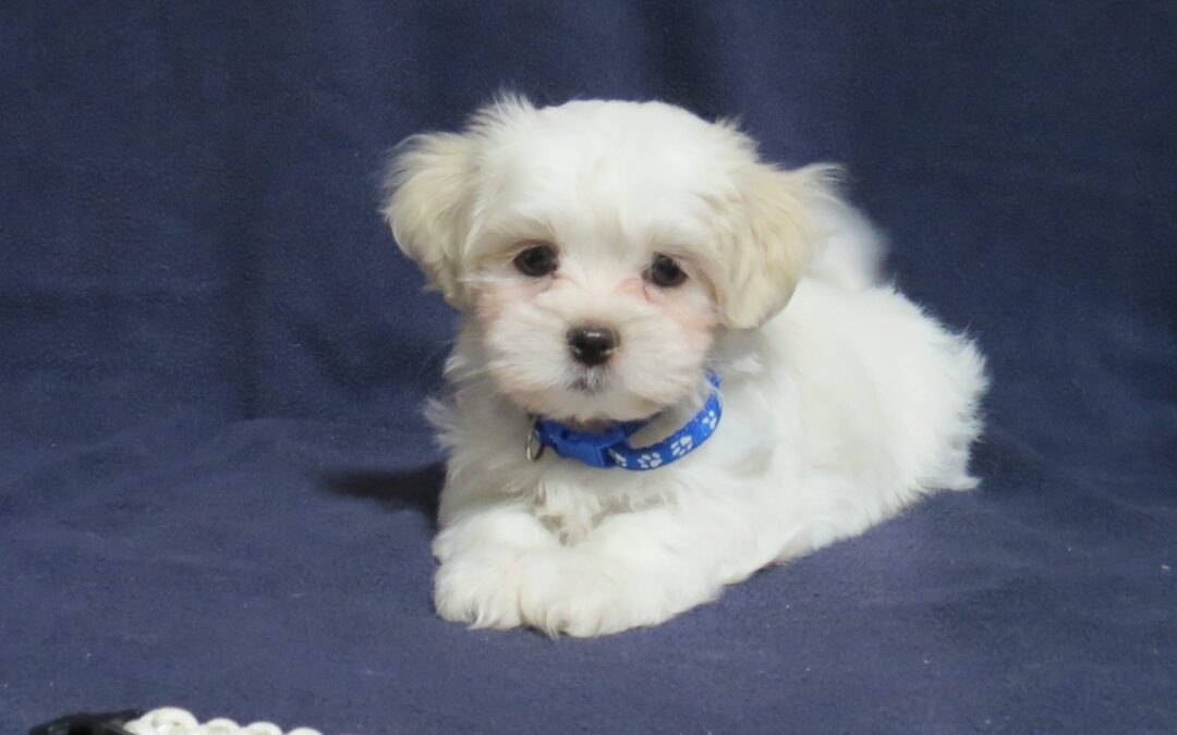 Cassidy  Shih Tzu Maltese