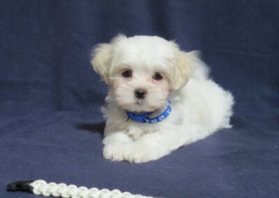 Cassidy  Shih Tzu Maltese