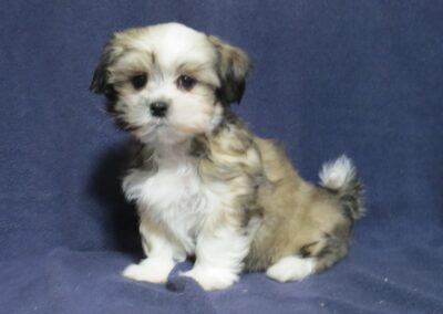 Butch  Shih Tzu Maltese