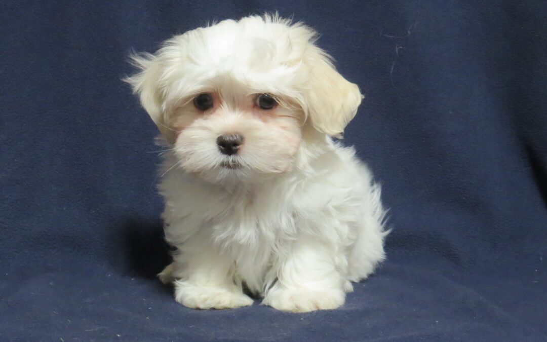 Cassidy  Shih Tzu Maltese