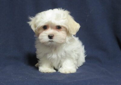 Cassidy  Shih Tzu Maltese