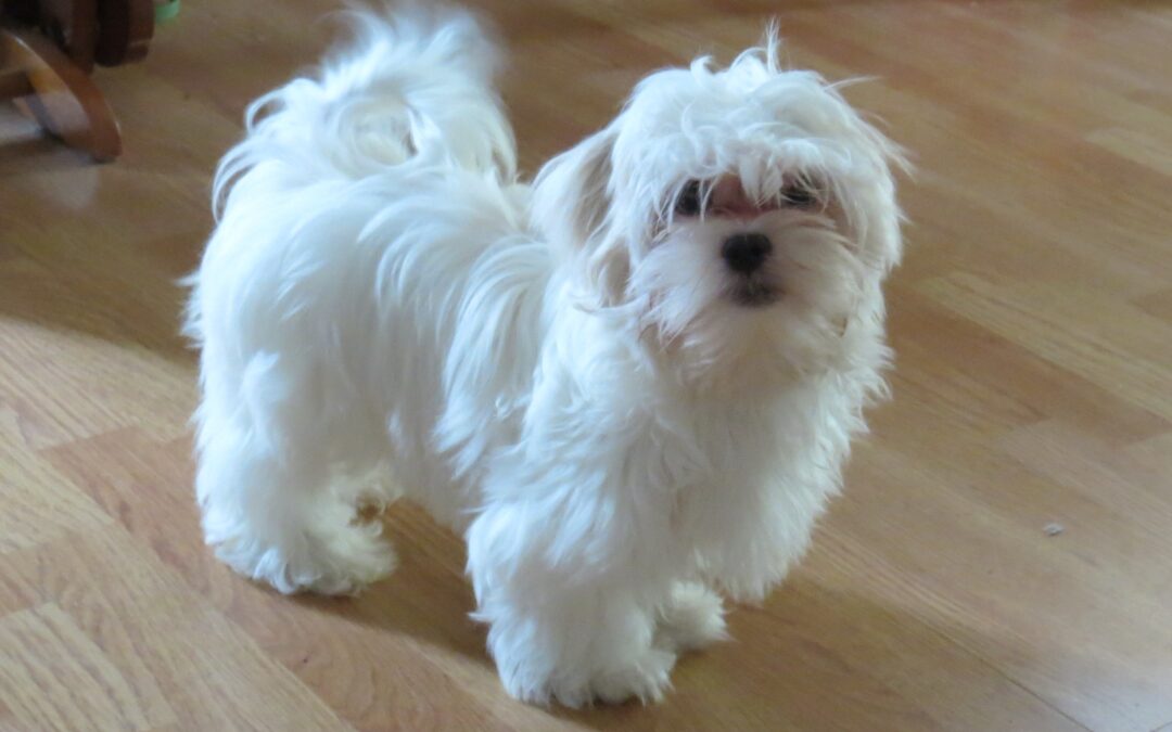 Cassidy  Shih Tzu Maltese