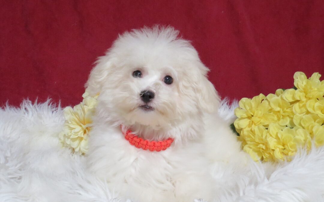 Bella