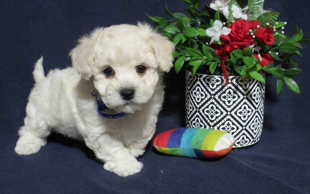 Benji