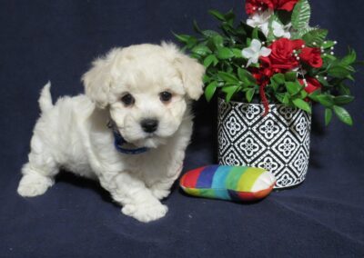 Benji