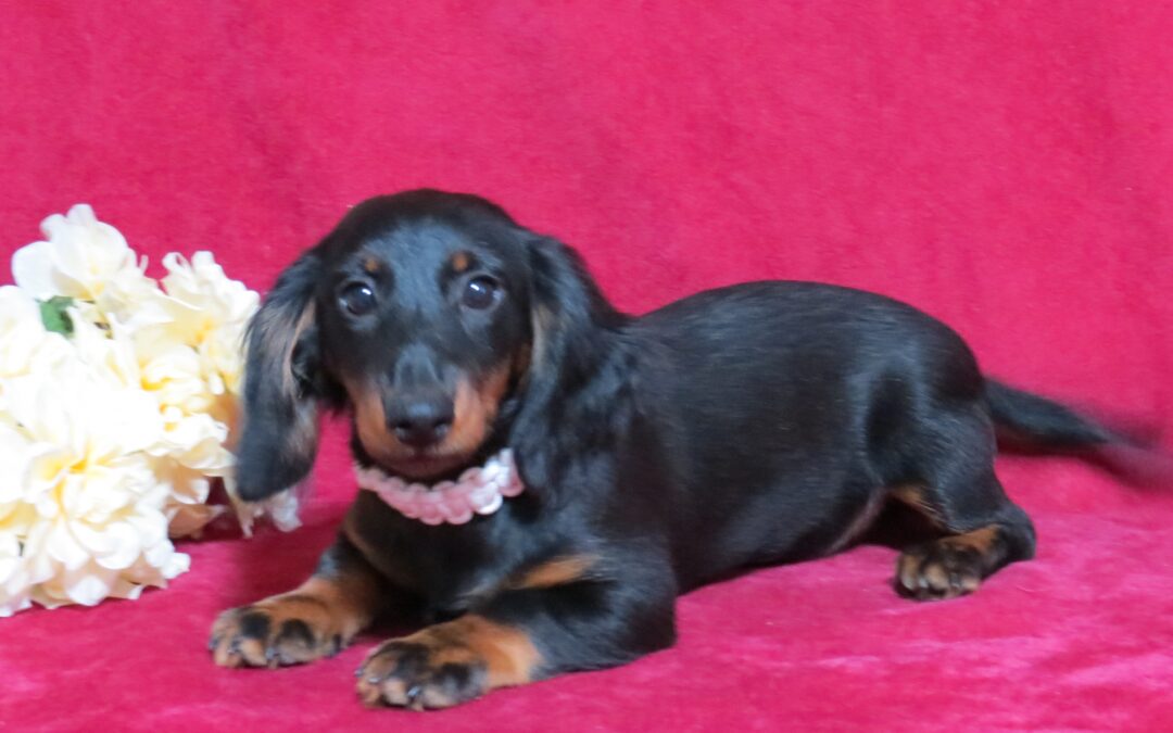 Heidi Purebred Dachshund
