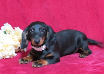 Heidi Purebred Dachshund