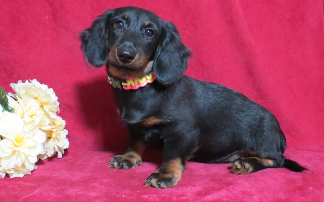 Skye Purebred Dachshund