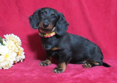 Skye Purebred Dachshund